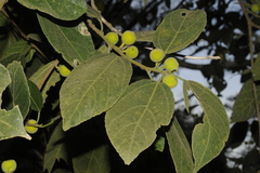 Ficus exasperata